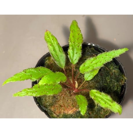 Begonia ambodiforahensis from Madagascar [LA0022-05z]
