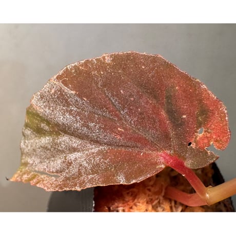 Begonia sp. from Kapuas hulu