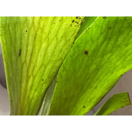 Antrophyum sp. from Aceh sumatera