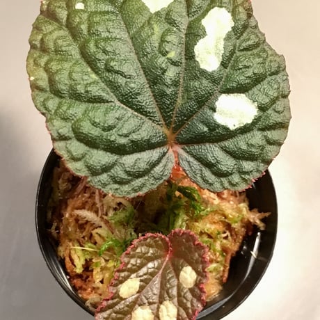 Begonia sp. from Tuyen Quang [YH1117]
