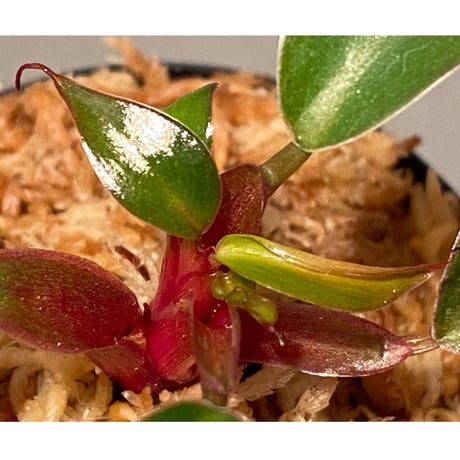 Philodendron sp. "Red Congo Compacta"