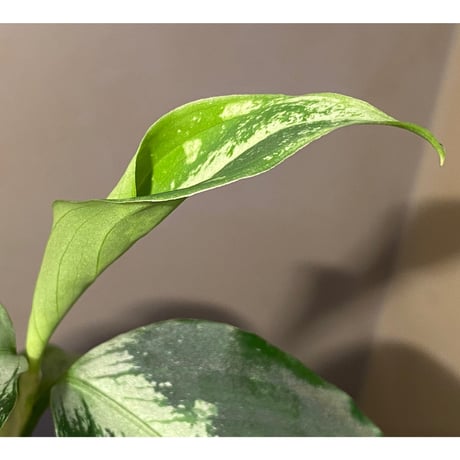 Aglaonema pictum Fusou(扶桑) 元祖DFS from Sumatera Barat [AZ0413-4]