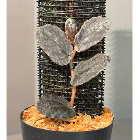 Pellionia sp. from Binh Dinh Vietnam