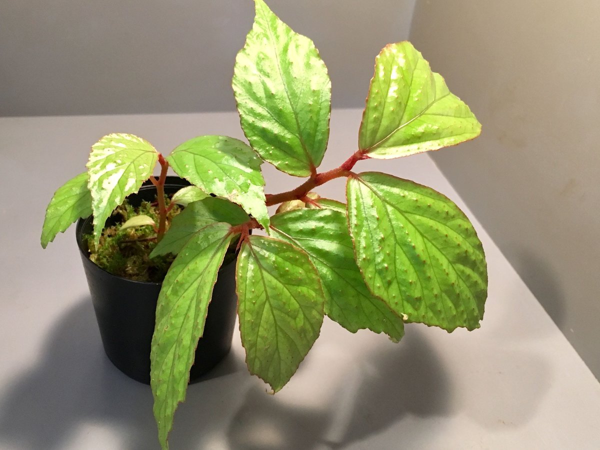 その他観葉植物 Begonia sp. from Langkat Sumatera Utara Begonia sp. from Sumatera Utara | M・R・G・R
