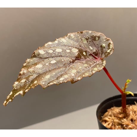 Begonia penrissenensis from Gunung Penrissen Sarawak