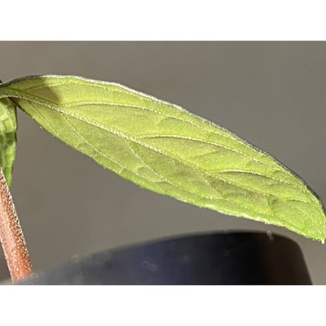 キツネノマゴ科の一種 from Lasi [R1214-02a]