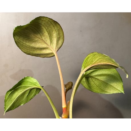 Homalomena sp. "Ultron Prime" from Riau Sumatera