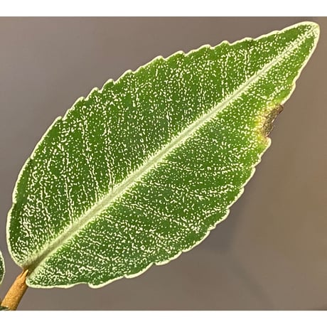 Ardisia sp. from Raub Pahang