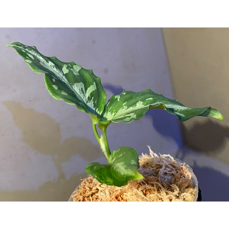 Aglaonema picutm "Phantom" WS from Padang [AZ0914-2b]