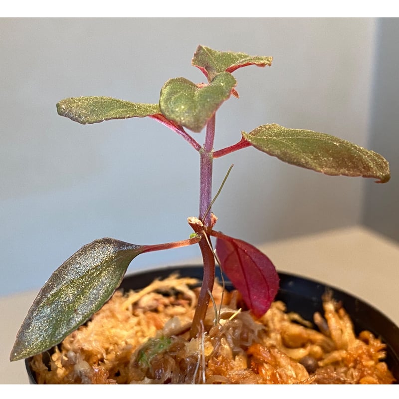 専用希少❣️Melastoma sp. Sibolgaメラストマ　シボルガソネリラ 専用希少❣️Melastoma sp. Sibolgaメラストマ シボルガソネリラ 専用