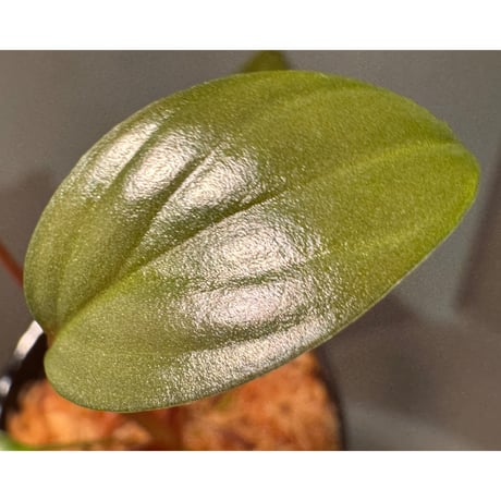 Homalomena sp. "Light Blue Silver" from Kepulauan Riau ②