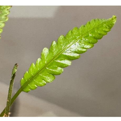 Thelypteris pinnatifida from Colombia [LA0316-03]