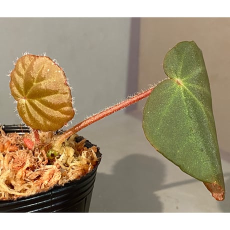Begonia sp. from Chiku Kelantan
