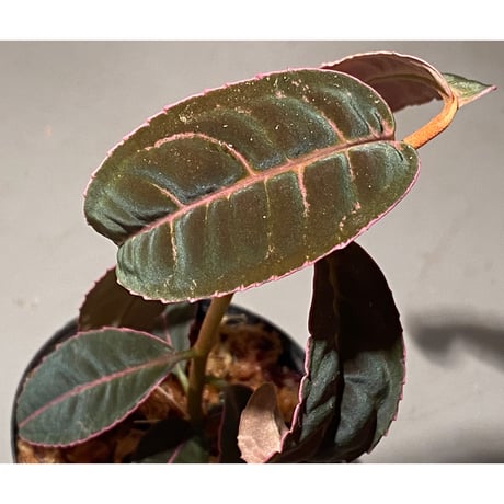 Labisia sp. "Sumatera Pink"
