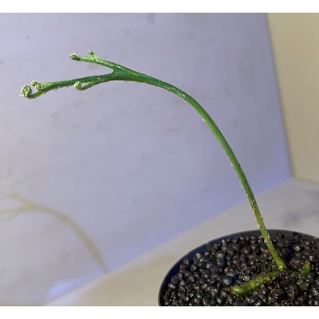 Microsorium sp. from Saripoi [LA0515-02]