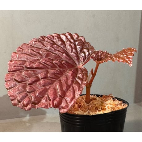 Begonia sp. from North Sumatera
