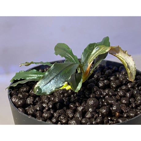 Bucephalandra sp. "Black Sword Kadri"