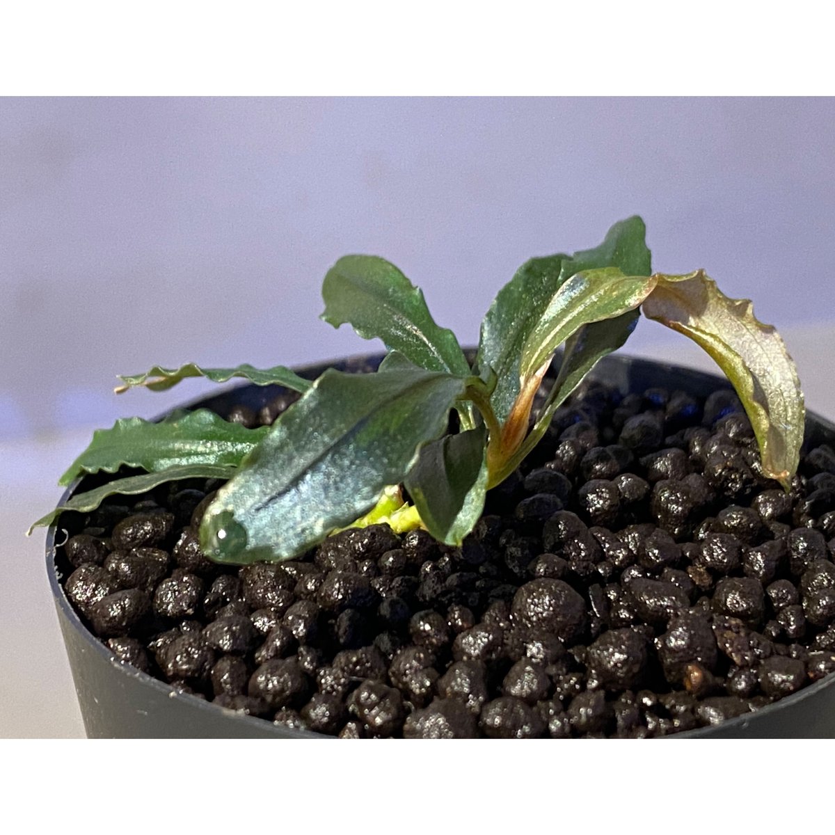 水草 Bucephalandra sp. Black herrykafa 水草 Bucephalandra sp. Black herrykafa Bucephalandra sp.