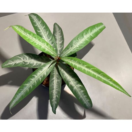 Labisia sp. from "Lebong" Bengkulu [TB]