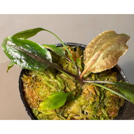 Cryptocoryne grabowskii \