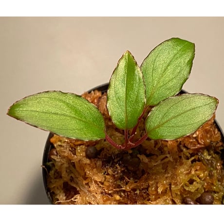 Homalomena sp. "エッジタイプ" from Mahakam hulu [TB]