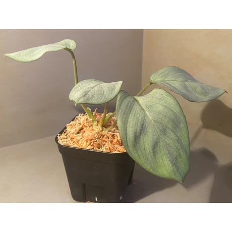 Homalomena hyb. Rec110-03 [K0320-f1] KZT