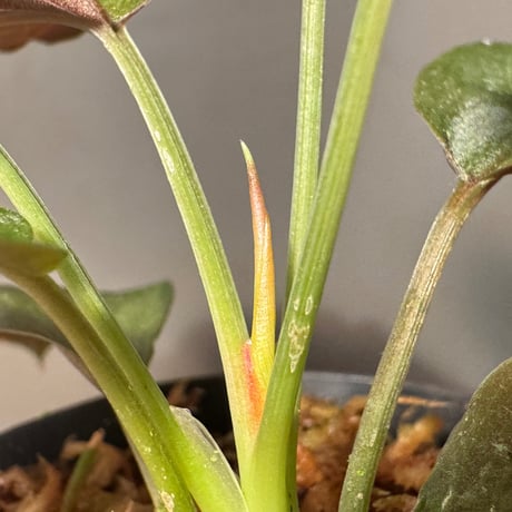 Homalomena sp. from Sarawak Borneo [KSB]