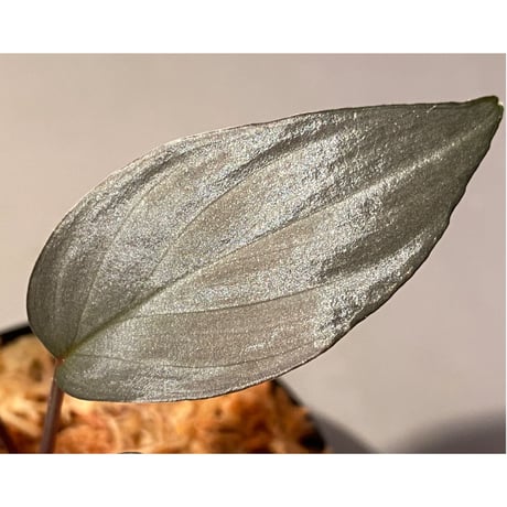 Homalomena sp."赤鉄鉱” from Kepulauan Riau [SGP import] KZT