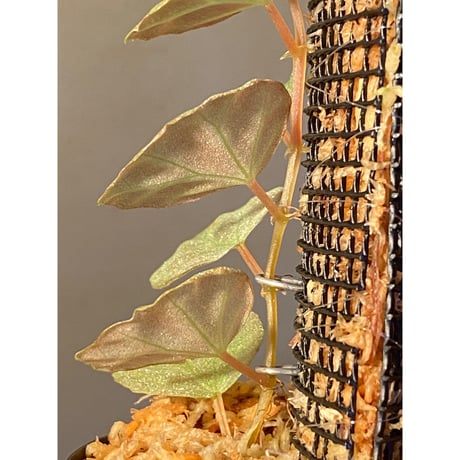 Begonia sp. from Sarawak