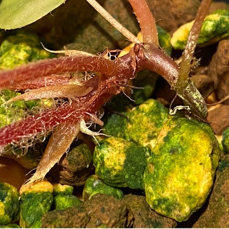 Begonia sp. f1 from Sumatera [NT ORCHID]