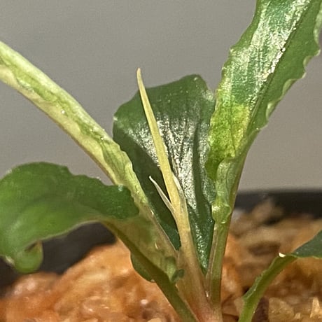 Schismatoglottis sp. "Dragon Tail" from Pangkalan Bun