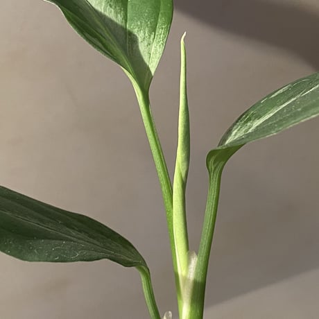 Aglaonema pictum A "しるば〜らいん" from Aceh sumatera [LA0216-03i]