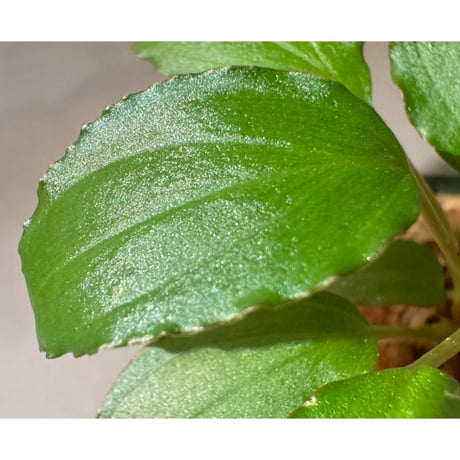 Homalomena sp. "エッジタイプ" from Mahakam hulu [TB]