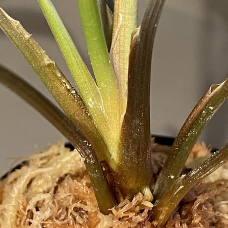Homalomena sp. Sekadau Selatan