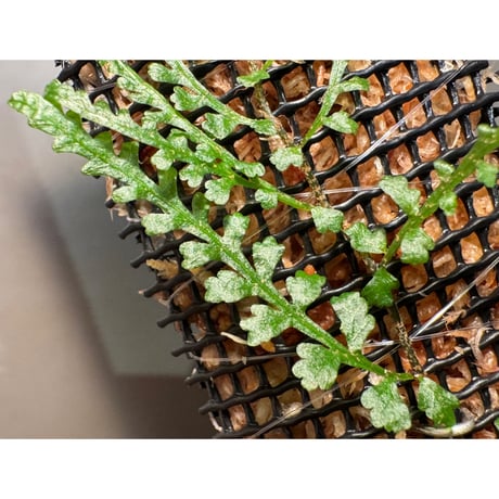 Teratophyllum aculeatum from Nanga pinoh [TB]