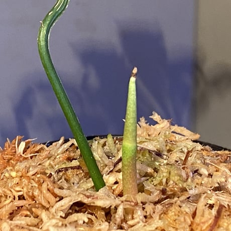 Anthurium polyschistum from Napo Ecuador [tanakay]