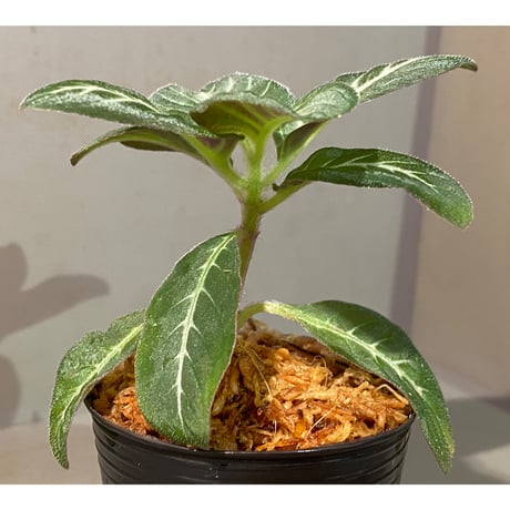 Codonoboea cf. pumilla from Riau sumatera [LA1119-02]