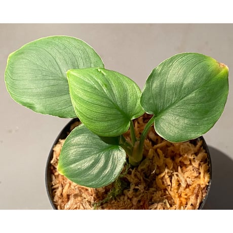 Homalomena sp. "Green" from Bogor