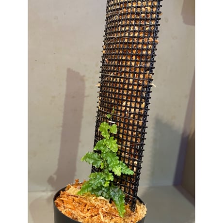 Teratophyllum sp. "Birdwing-fern" from Bentong [AZ0117-3]