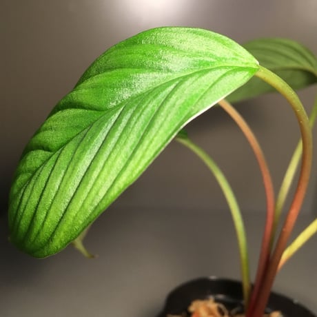 Homalomena sp. from  Padang Sumatera [LA0117-02]