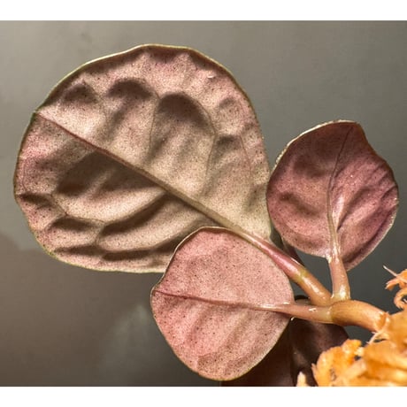 Ardisia sp. from Kayulapis [TB]