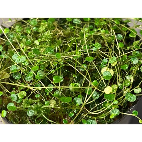Pepeperomia emarginella from Colombia [LA0316-03]