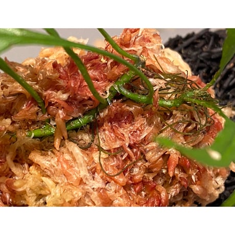 Microsorum pteropus "Serawai" Sintang Kalimantan barat [TB] ②