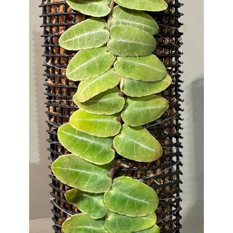 Marcgravia sp. from Iquitos Peru [tanakay]