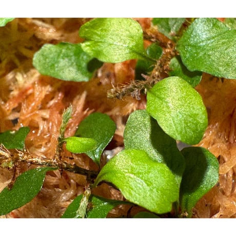 Microgramma heterophylla 伊藤蟻植物農園