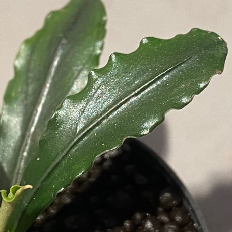 Bcephalandra sp. "motleyana" 2022年　カミハタ便 ①