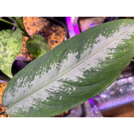 Aglaonema nebulosum from Kuala Rompin [TK220916-2]