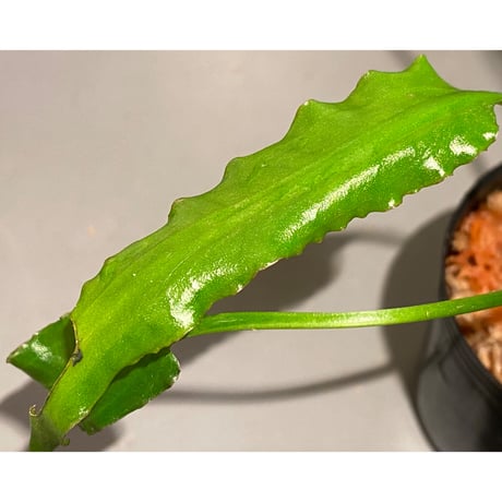 Cryptocoryne ideii from Kualakuyan Kalimantan [出射氏] Natura