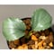 Homalomena sp. \"Green\" from Bogor
