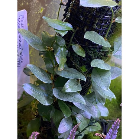 Ficus sp. "Muara wahau" white Kalimantan timur [TB]